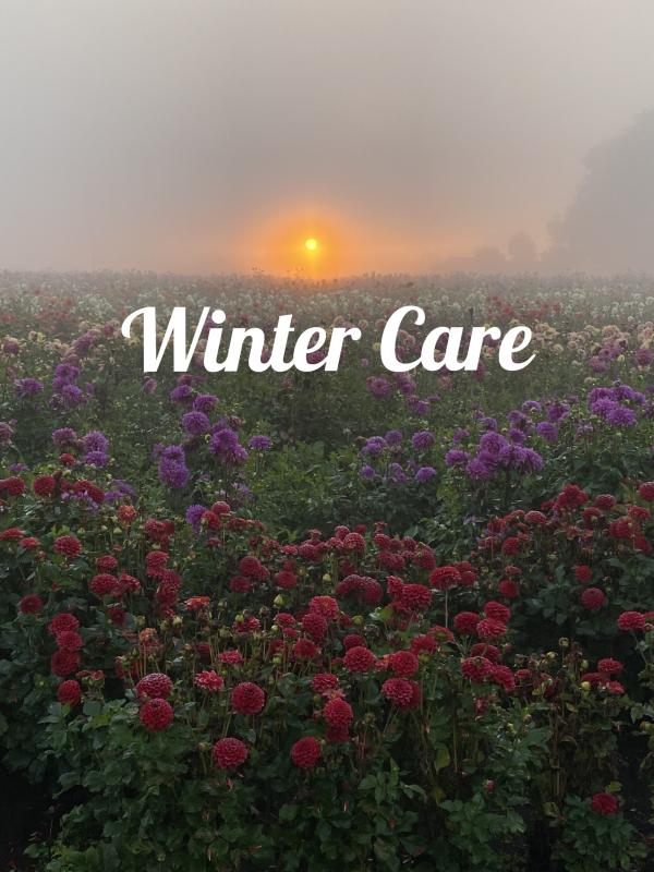 Winter Dahlia Care Guide