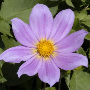 D. Sorensenii (Wild Dahlia)