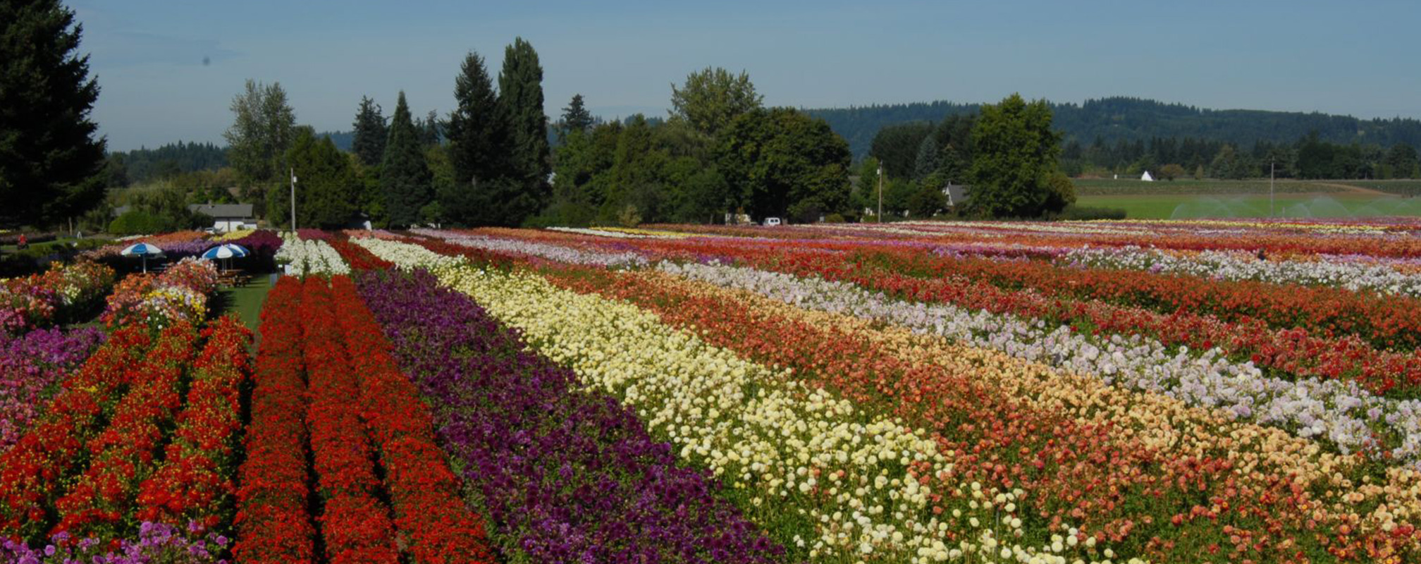 Rows of dahlias in red, purple, yellow, and orange.