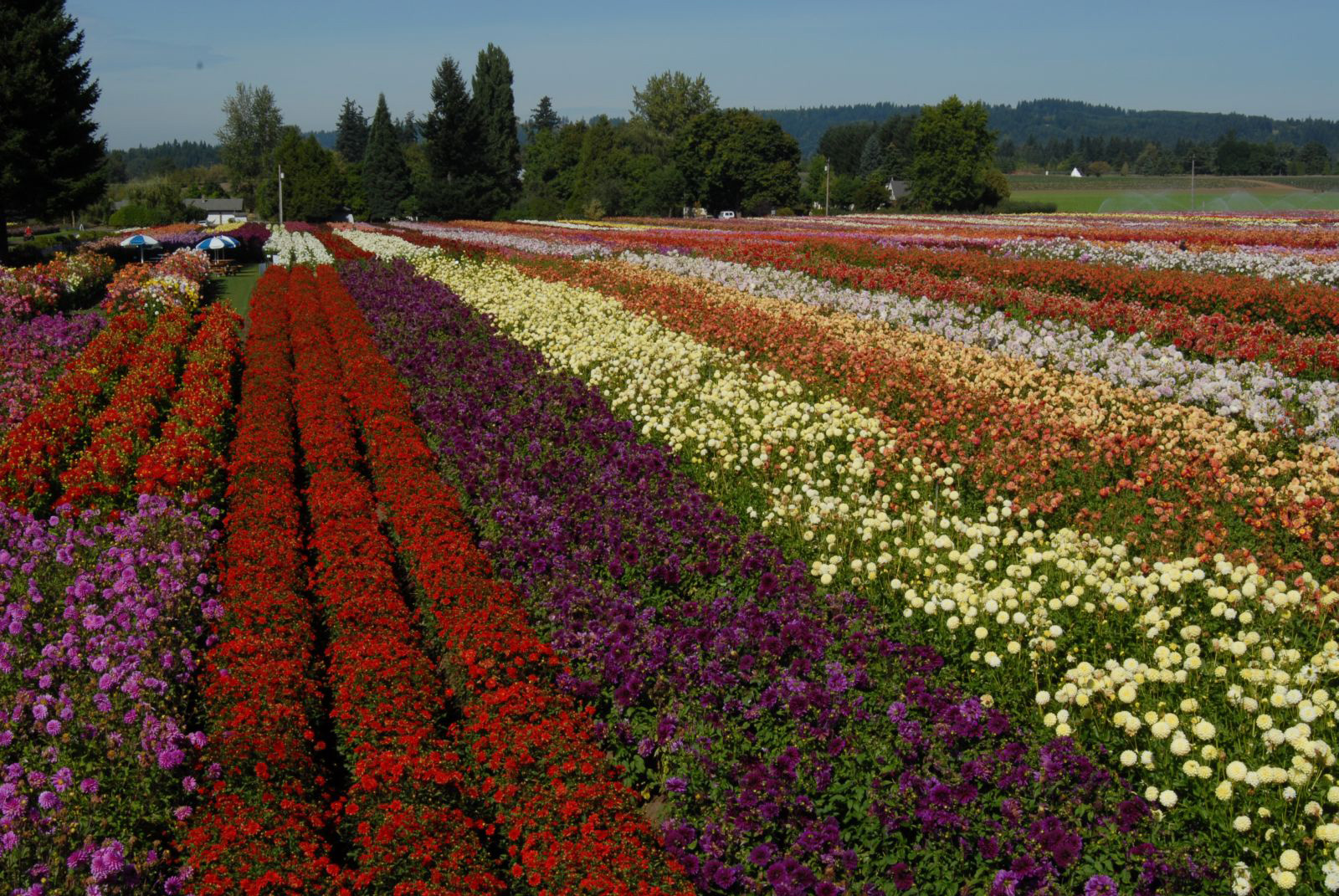 Rows of dahlias in red, purple, yellow, and orange.