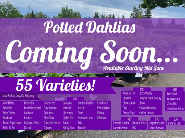 2023 - Potted Dahlias - Coming Soon!