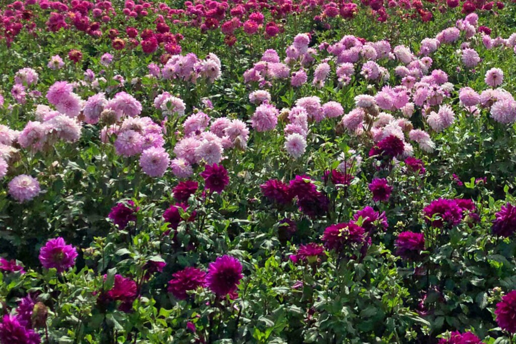 A field filled with light and dark pink Dahlias.