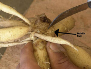 A knife cutting into a clump of Dahlia tubers.
