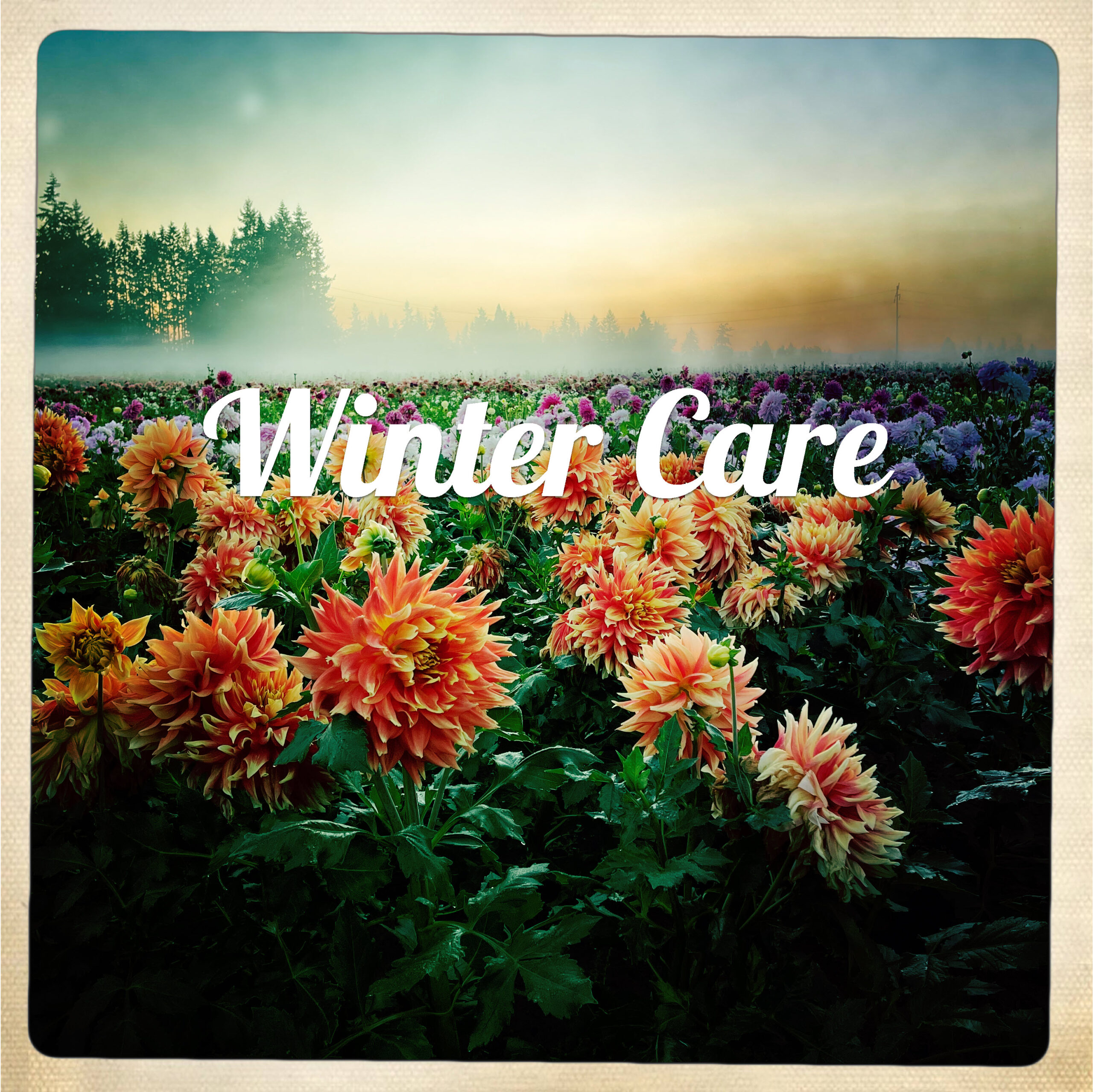 SID - Winter Care Guide
