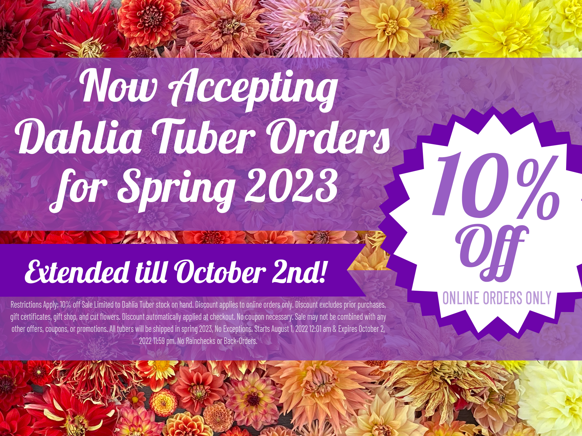 Dahlia Festival 10% off sale - extended!