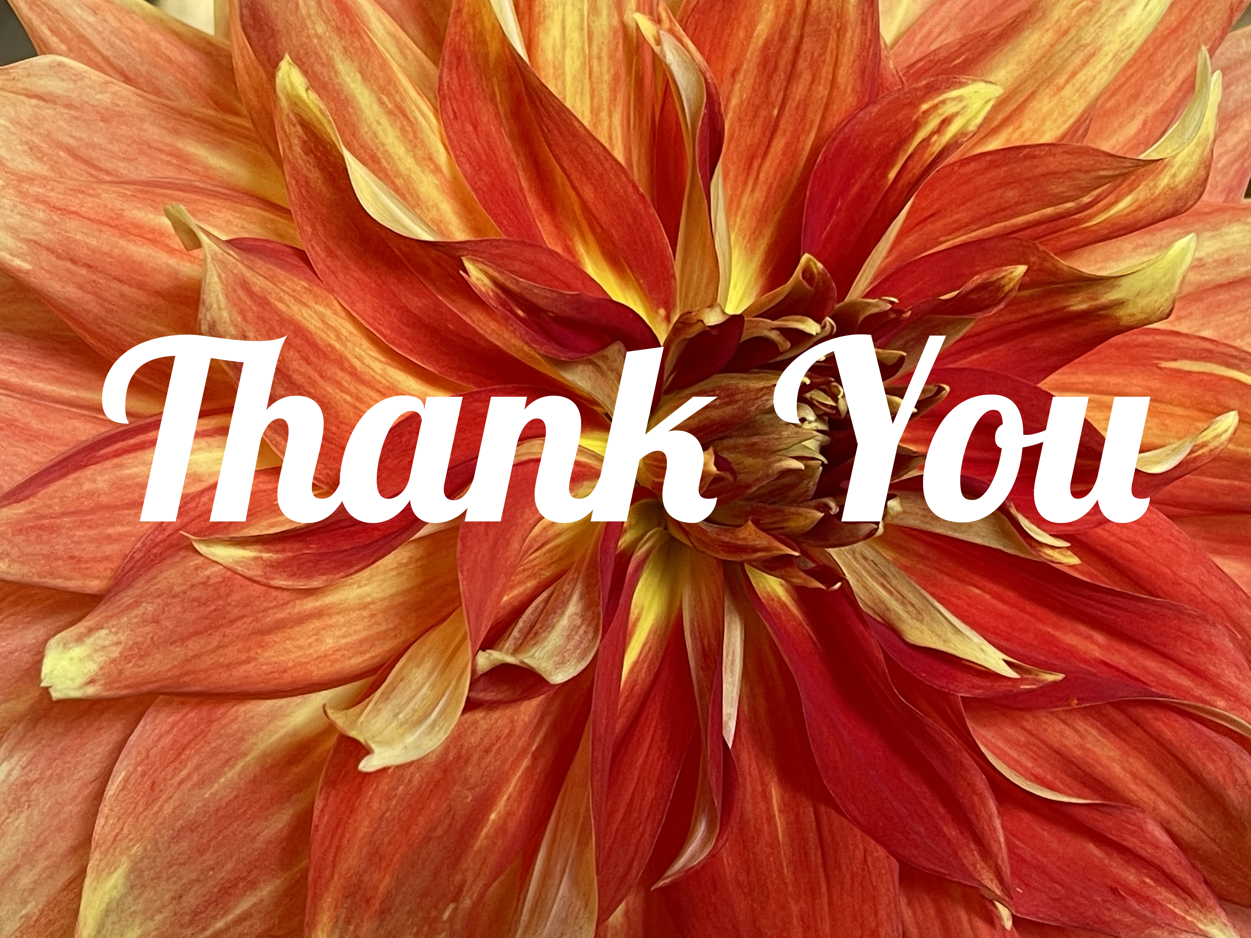 Dahlias Festival - Thank you!