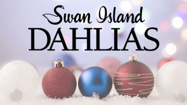 Happy Holidays from Swan Island Dahlias | Spring 2021 Catalogs Coming Soon!